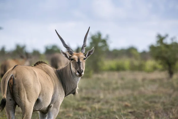 Коммон Национальном Парке Крюгера Южная Африка Specie Yrotragus Oryx Семейства — стоковое фото