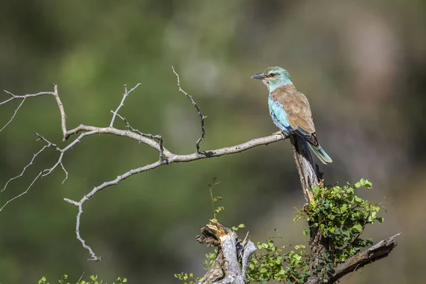 Avrupa Silindiri Arka Görüş Dalı Kruger National Park Güney Afrika — Stok fotoğraf