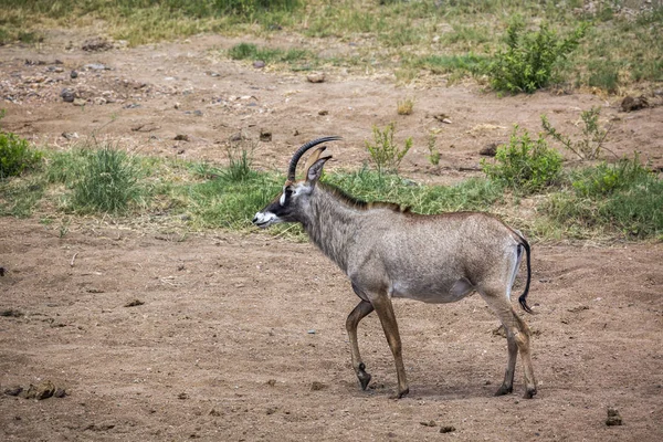 Antilope Roan Marchant Dans Savane Dans Parc National Kruger Afrique — Photo