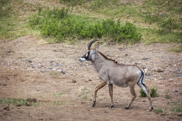 Roan Antilope Mers Jos Savană Parcul Național Kruger Africa Sud — Fotografie, imagine de stoc