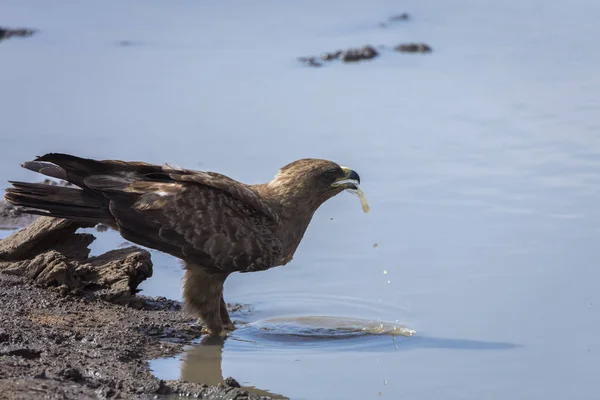 Wahlberg Eagle Drinking Waterhole Kruger National Park África Sul Specie — Fotografia de Stock