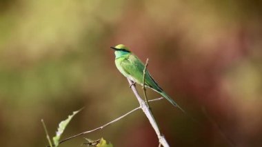 Bardia Milli Parkı, Nepal - nakit Meropidae arı kuşu orientalis ailesinin avcılık zamanında yeşil arı kuşugiller 