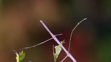 Bardia Milli Parkı, Nepal - nakit Meropidae arı kuşu orientalis ailesinin avcılık zamanında yeşil arı kuşugiller 