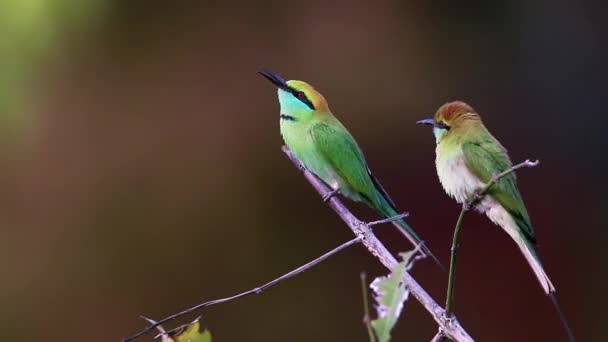 Casal Abelhas Verdes Tempo Caça Parque Nacional Bardia Nepal Espécie — Vídeo de Stock