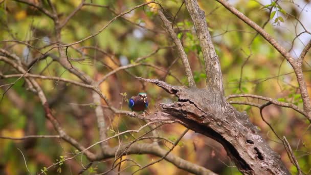 Rodillo Indio Volando Con Presas Insectos Parque Nacional Bardia Nepal — Vídeo de stock