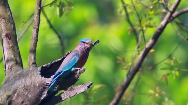 Bardia Milli Parkı, Nepal - nakit Coracias benghalensis ailesi Coraciidae yuva bölgede uçan Hint silindir 