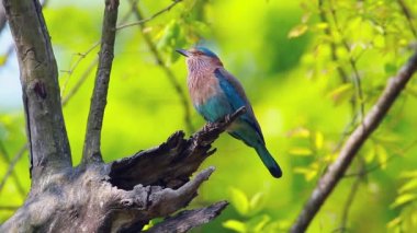 Hint silindir çift Bardia Milli Parkı, Nepal - nakit Coraciidae Coracias benghalensis ailesi spread kanatlı 