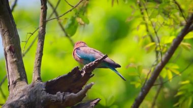 Hint silindir çift Bardia Milli Parkı, Nepal - nakit Coraciidae Coracias benghalensis ailesi spread kanatlı 