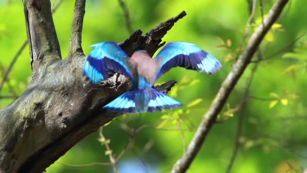 ロイヤルバルディア国立公園 ネパール 正金ブッポウソウの Coracias Benghalensis 家族の巣エリアに飛んでインドブッポウソウ — ストック動画