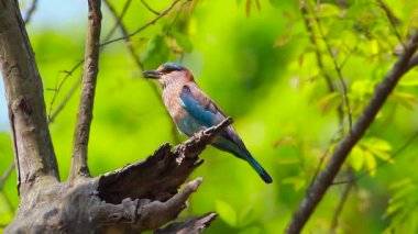 Bardia Milli Parkı, Nepal - nakit Coracias benghalensis ailesi Coraciidae yuva bölgede uçan Hint silindir 