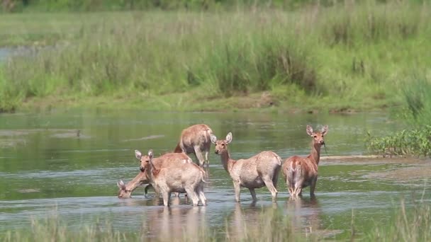 Palude Cervo Femmina Piccolo Gruppo Mangiare Erba Nel Parco Nazionale — Video Stock