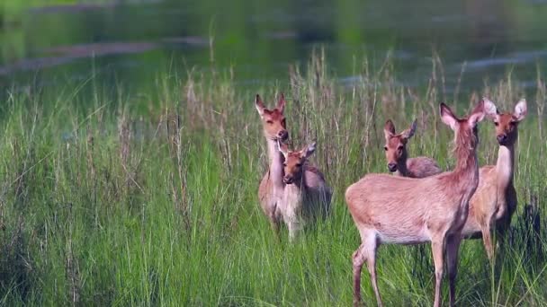 Ciervo Pantano Hembra Grupo Pequeño Comiendo Hierba Parque Nacional Bardia — Vídeos de Stock