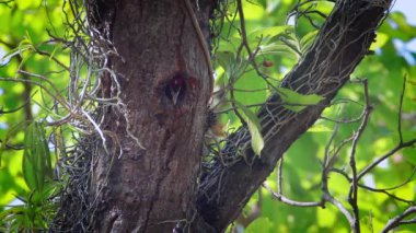 Kara sırtlı Dinopium iç içe geçirme ve nakit ağaçkakangiller Dinopium benghalense ailesi Bardia Milli Parkı, Nepal - civciv besleme 