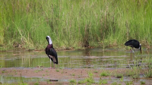 Zwei Wollhalsstorch Spreizen Flügel Bardia Nationalpark Nepal Spezies Ciconia Episcopus — Stockvideo