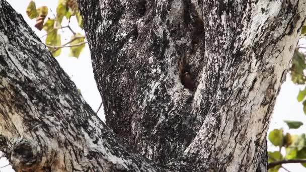 Indische Walze Fliegt Aus Nest Bardia Nationalpark Nepal Art Coracias — Stockvideo