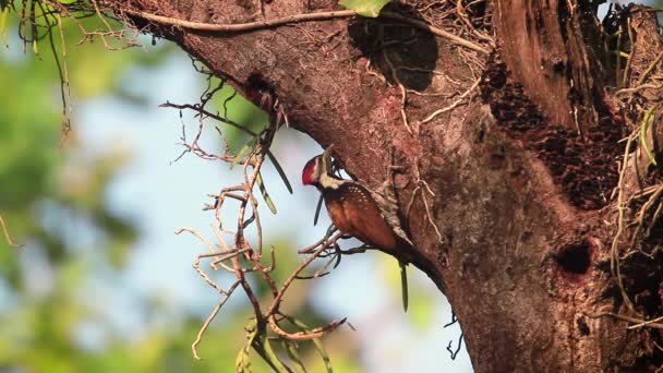 Flameback Preto Rumped Nidificando Alimentando Filhotes Parque Nacional Bardia Nepal — Vídeo de Stock