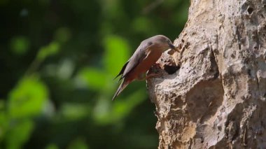 Kestane kuyruklu sığırcık bardia Milli parkta, Nepal - nakit Sturnus malabaricus ailesi Sturnidae iç içe geçirme 