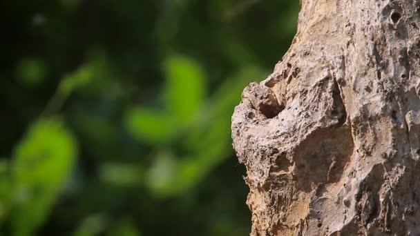 Kastanj Tailed Starling Häckande Gabbe Nationalpark Nepal Specie Sturnus Malabaricus — Stockvideo