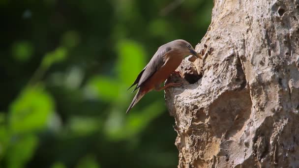 Anidación Estorninos Cola Castaño Parque Nacional Bardia Nepal Especie Sturnus — Vídeos de Stock