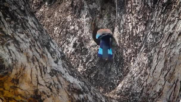 Indische Walze Fliegt Aus Nest Bardia Nationalpark Nepal Art Coracias — Stockvideo
