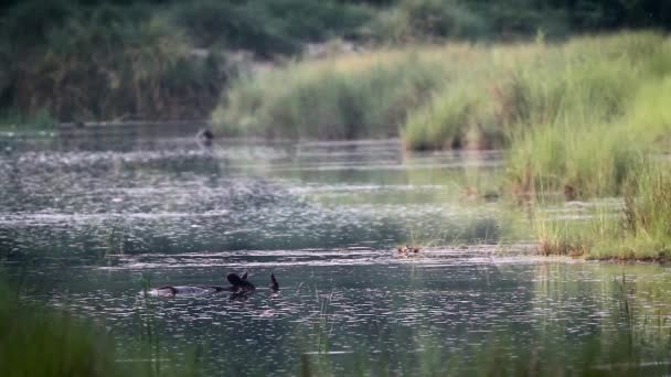 Greater One Horned Rhinoceros Bathing River Scenery Bardia National Park — Stock Video