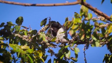 Koh Tarutao Milli Parkı, Tayland - nakit Anthracoceros albirostris ailesi Bucerotidae oryantal alaca kartallar 
