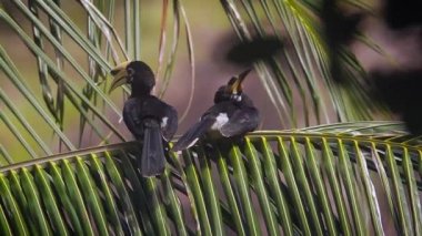 Koh Tarutao Milli Parkı, Tayland - nakit Anthracoceros albirostris ailesi Bucerotidae oryantal alaca kartallar 