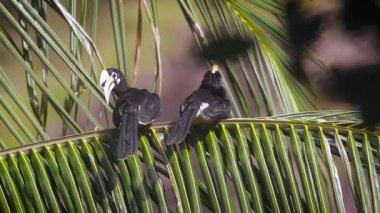 Koh Tarutao Milli Parkı, Tayland - nakit Anthracoceros albirostris ailesi Bucerotidae oryantal alaca kartallar 