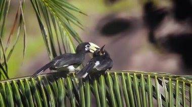 Koh Tarutao Milli Parkı, Tayland - nakit Anthracoceros albirostris ailesi Bucerotidae oryantal alaca kartallar 