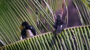 Koh Tarutao Milli Parkı, Tayland - nakit Anthracoceros albirostris ailesi Bucerotidae oryantal alaca kartallar 