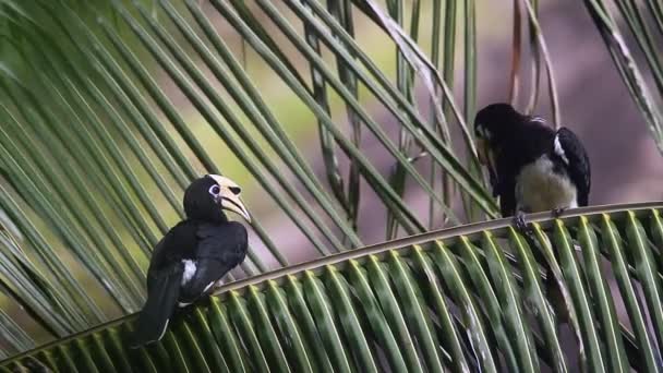 Oosterse Bonte Neushoornvogel Koh Tarutao Nationaal Park Thailand Specie Anthracoceros — Stockvideo