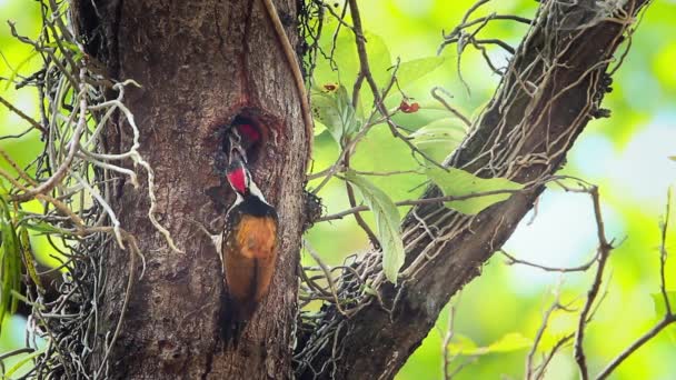 Pollitos Negros Anidando Alimentando Parque Nacional Bardia Nepal Especie Dinopium — Vídeo de stock