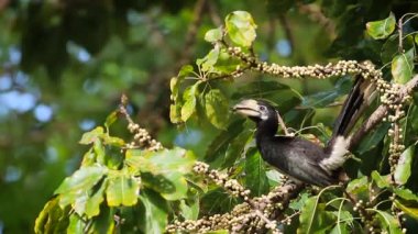 Koh Tarutao Milli Parkı, Tayland - nakit Bucerotidae Anthracoceros albirostris ailesinin meyve yeme oryantal alaca kartallar 