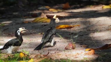 İki Oriental kartallar Koh Tarutao Milli Parkı, Tayland - nakit Bucerotidae Anthracoceros albirostris ailesinin yemek meyve alaca 