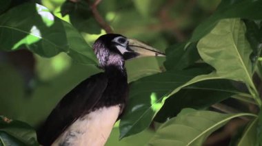 Oriental Koh Tarutao Milli Parkı, Tayland - nakit Anthracoceros albirostris ailesi Bucerotidae yaprakları kartallar portre alaca 