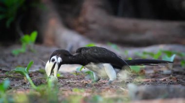 Koh Tarutao Milli Parkı, Tayland - nakit Bucerotidae Anthracoceros albirostris ailesinin meyve yeme oryantal alaca kartallar 