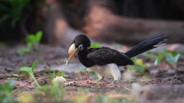 Koh Tarutao Milli Parkı, Tayland - nakit Bucerotidae Anthracoceros albirostris ailesinin meyve yeme oryantal alaca kartallar 