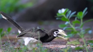 Koh Tarutao Milli Parkı, Tayland - nakit Bucerotidae Anthracoceros albirostris ailesinin meyve yeme oryantal alaca kartallar 