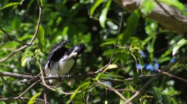Oryantal alaca kartallar kanatları ve Koh Tarutao Milli Parkı, Tayland - nakit Anthracoceros albirostris ailesi Bucerotidae kötülük yaymak 