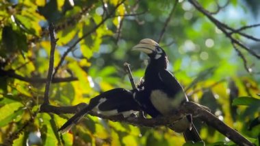 Kartallar Koh Tarutao Milli parkta, Tayland - nakit Bucerotidae Anthracoceros albirostris ailesinin bakım iki Oriental alaca 