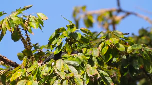 ツリーの葉コ Tarutao 国立公園 Bucerotidae Anthracoceros Albirostris の家族の正貨の東洋のパイド サイチョウ — ストック動画