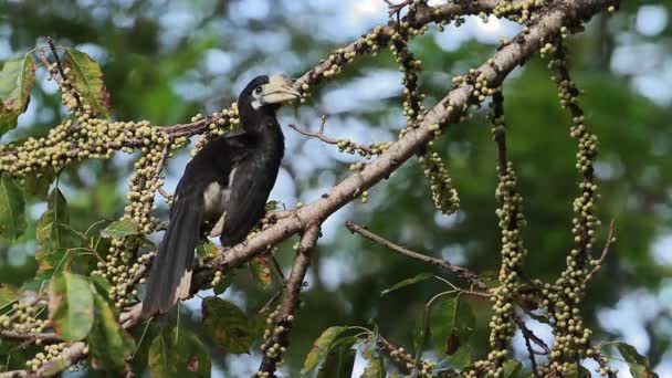 Orientaliska Svartvit Hornbill Fruktträd Koh Tarutao National Park Thailand Specie — Stockvideo