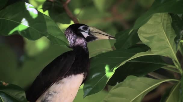 Oriental Pied Ritratto Hornbill Nel Fogliame Koh Tarutao National Park — Video Stock