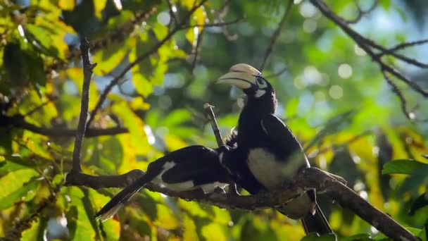 Dos Hornbill Oriental Pied Que Acicalan Parque Nacional Koh Tarutao — Vídeos de Stock