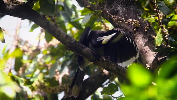 Orientalischer Säbelschnabel Spreizt Flügel Und Brütet Koh Tarutao Nationalpark Thailand — Stockvideo