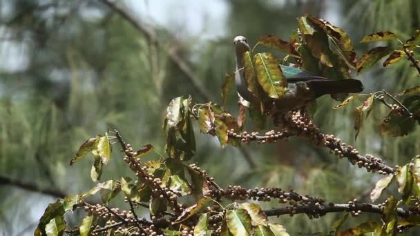 Зеленый Имперский Голубь Питающийся Фруктами Национальном Парке Аданг Таиланд Вид — стоковое видео