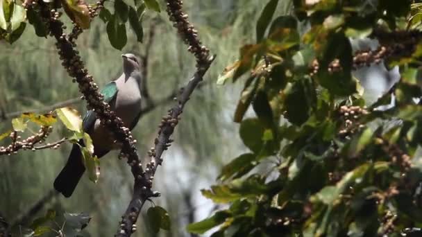 Green Imperial Pigeon Eating Fruit Koh Adang National Park Thailand — Stock Video