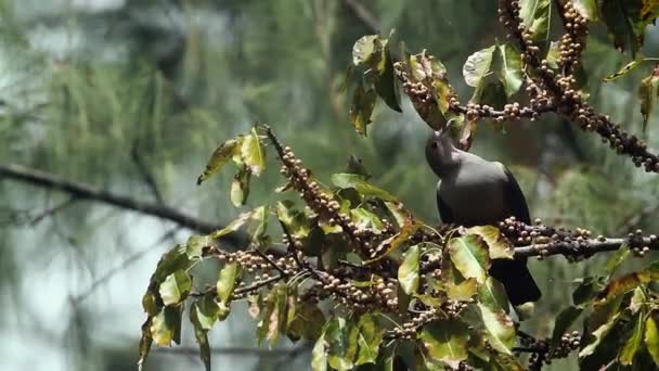 Vihreä Keisarillinen Pigeon Syö Hedelmiä Koh Adangin Kansallispuistossa Thaimaassa Laji — kuvapankkivideo