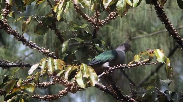 Pigeon Impérial Vert Mangeant Des Fruits Dans Parc National Koh — Video