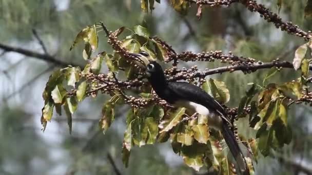 Oriental Pied Hornbill Eating Fruit Koh Tarutao National Park Thailand — Stock Video